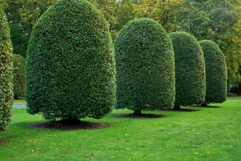 Extérieur urbain, jardinier en vêtements de travail violets et verts arrose des buis taillés en bordure d'un espace paysager pavé