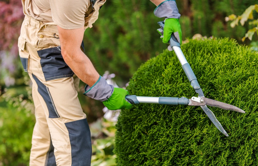 Homme jardinier professionnel en salopette bleue et chemise à carreaux utilisant un taille-haie thermique dans un parc résidentiel