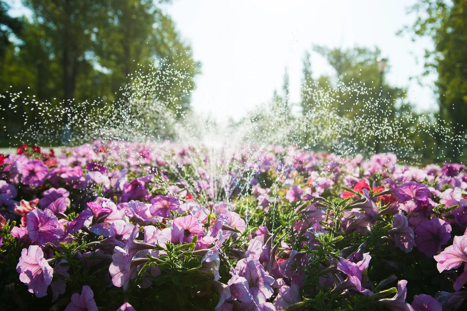 Scène extérieure de jardin avec parterre de pétunias violets et roses en pleine floraison