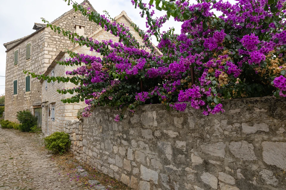 Aménagement extérieur résidentiel avec clôture en bois à treillis losangé longeant une allée pavée