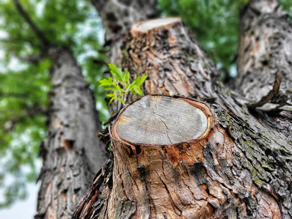 Arboriste en tant que concept professionnel de coupe d'arbres ou d'élagage de la profession