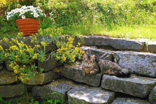 Jardinier en pleine activité d'entretien paysager, agenouillé sur allée pavée multicolore, taillant massif de fleurs roses avec sécateur